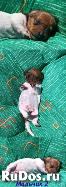 Кроличья и мини такса. Щенки из питомника изображение 5