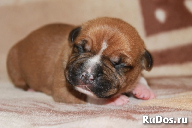 Малыши Амстаффтерьера бронь изображение 9