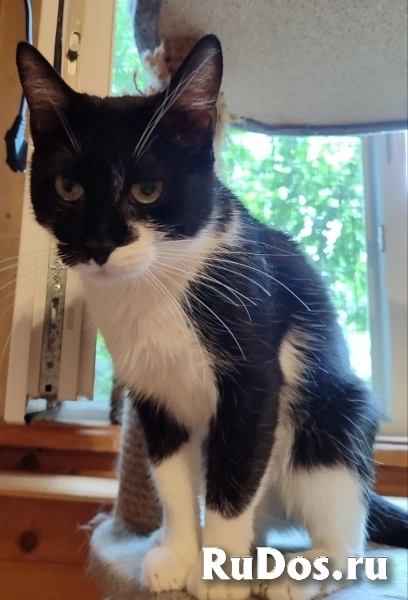 Котик Рембик фотка