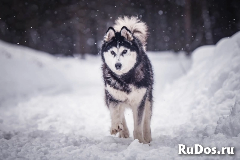 сибирская хаски Эльза ищет дом изображение 3