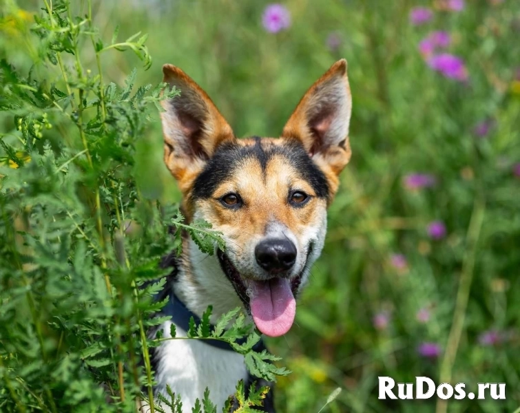 Веселый и жизнерадостный Скай в добрые руки! изображение 8