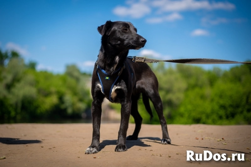 Очаровательная миниатюрная Дея в добрые руки изображение 3