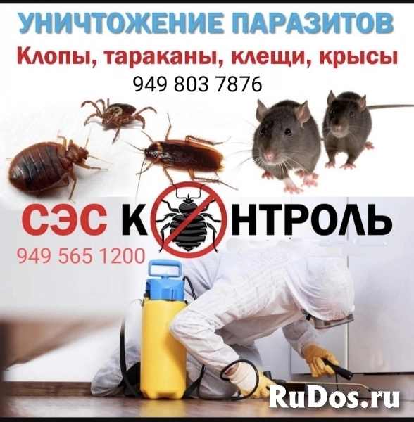 Избавим от Клопа таракана, блох. Истребим мыши, крыс. Уберём запа фото