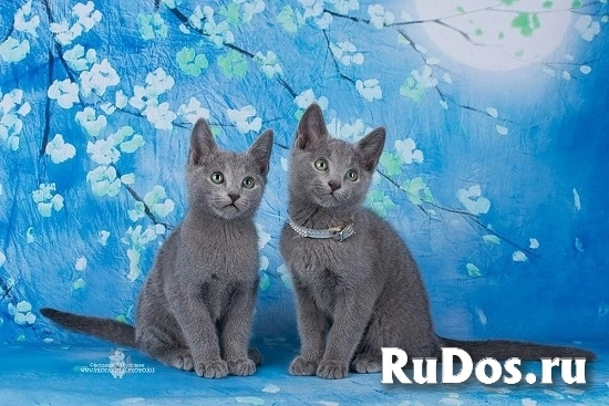 Алена Юрьевна фото