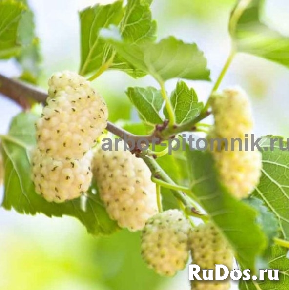 Саженцы шелковицы, шелковица в горшках и в землянном коме с плода фотка