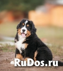 Купить щенка берснкого зенненхунда изображение 3