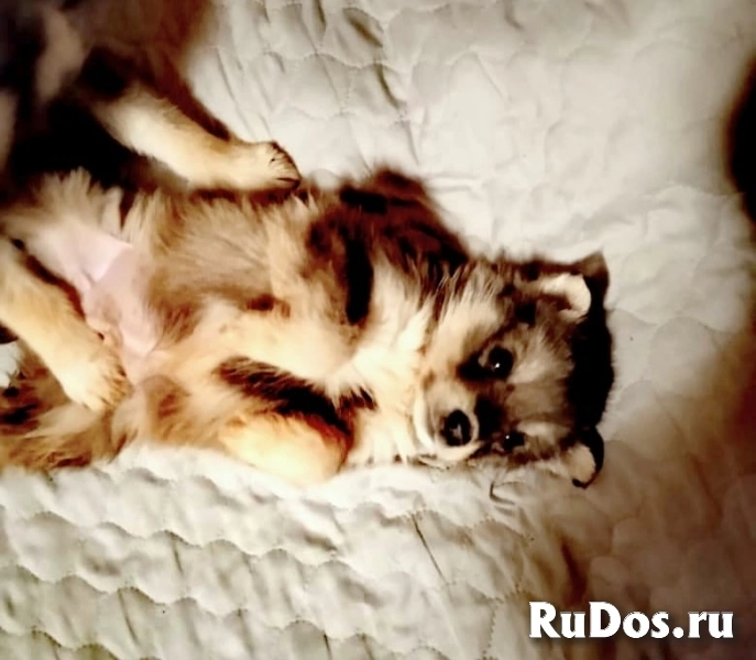 щенки метисы изображение 5