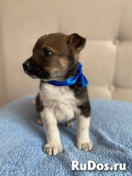 Очаровательные щенки в добрые руки! изображение 3