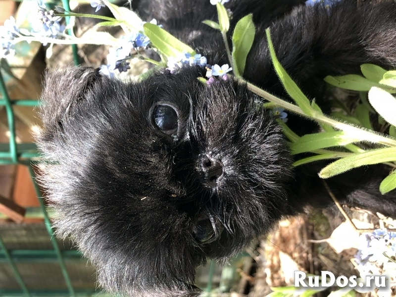 Продается щенок бельгийского гриффона фотка