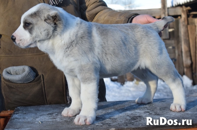 Породные щенки Алабая (САО) изображение 7