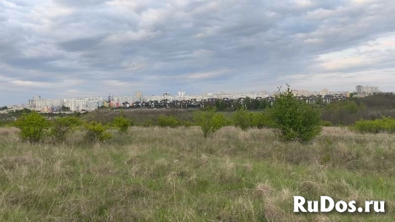 Дубовое изображение 5