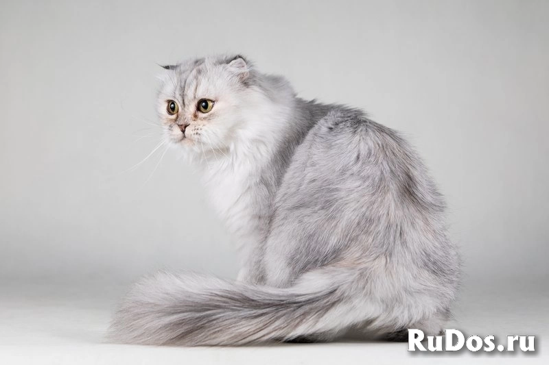 Красавица Айси – пушистая вислоушка. изображение 6