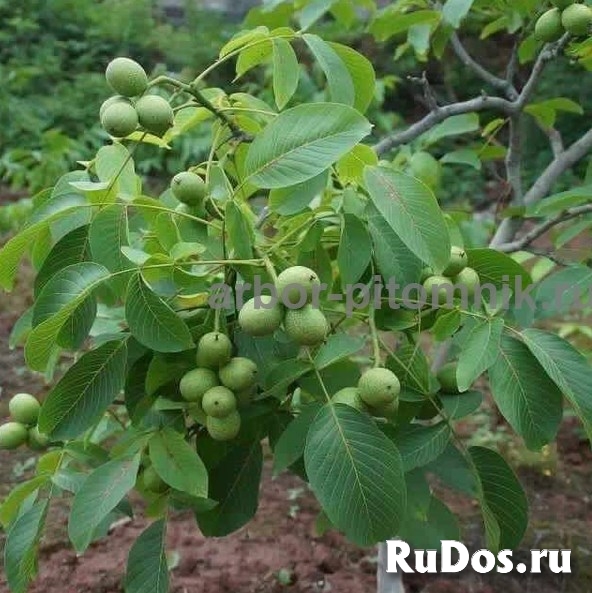 Саженцы и крупномеры ореха в Москве с доставкой и посадкой, расте изображение 5