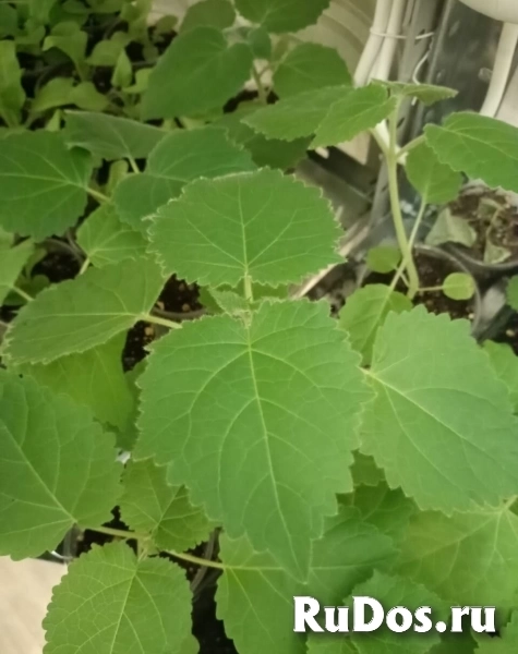 Растения фотка