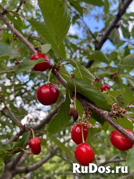 Продам дом 26 м2 изображение 3