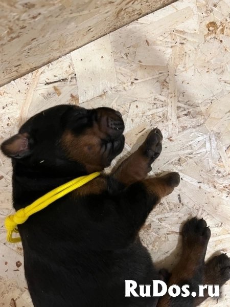 Щенки Добермана от титулованной пары изображение 4