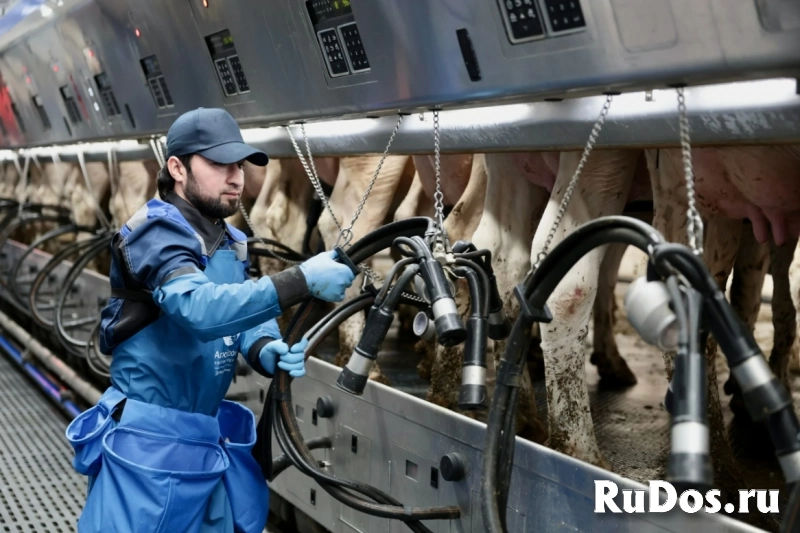 Доярка на ферму фото