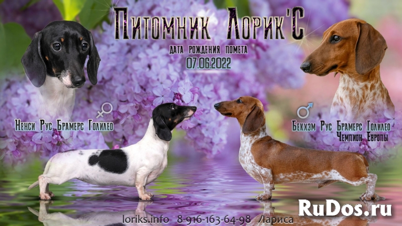 Кроличья и мини такса. Щенки из питомника фото