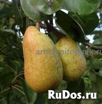 Питомник растений предлагает саженцы ЗКС с доставкой и посадкой П фотка