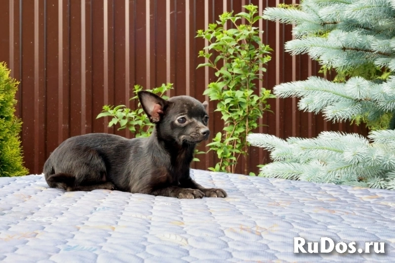 Гламурные щенки Чихуахуа изображение 3