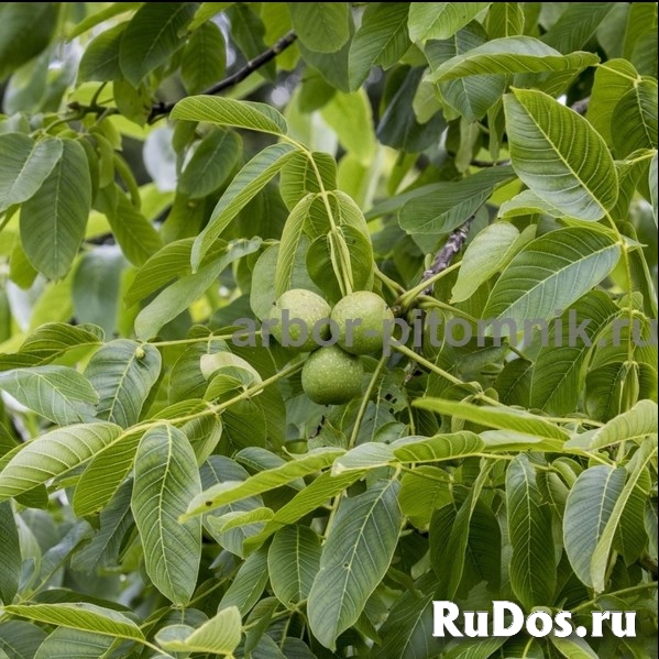 Саженцы и крупномеры ореха в Москве с доставкой и посадкой, расте фотка