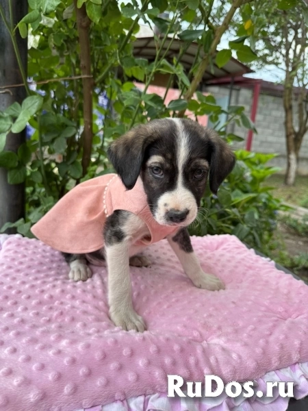 Щенки. Девочки. Ищем ручки и дом. фото