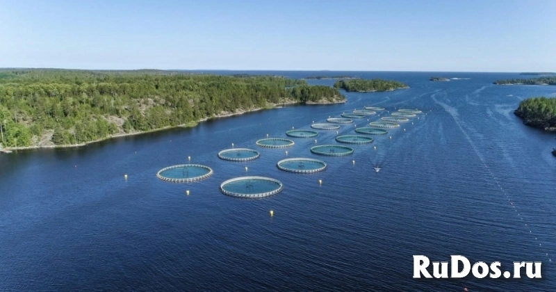 Охлажденное филе радужной форели слабосоленой оптом в Ярославле. Вылов в Карелии изображение 3