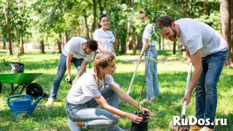Спиливание Расчистка Демонтаж Планировка участка изображение 9