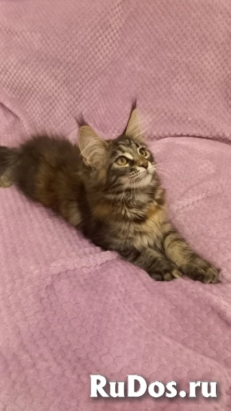 Котята Мейн-Кун (девочки и мальчик) изображение 5