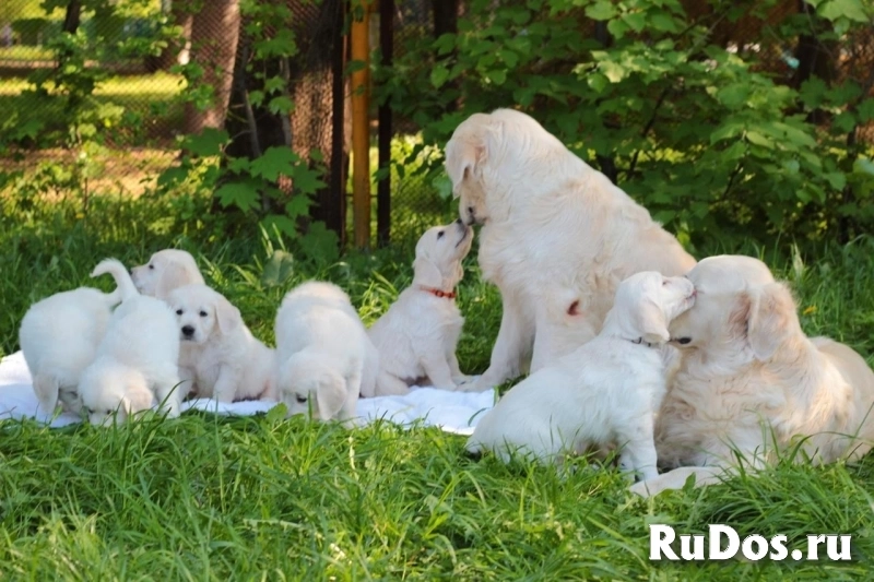 Щенки золотистого ретривера фото