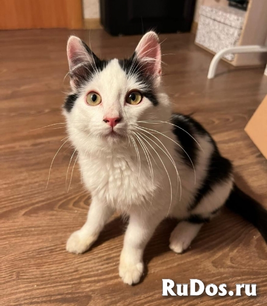 Качественные котята в добрые руки! изображение 9