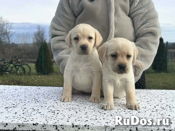 Лабрадор ретривер изображение 5