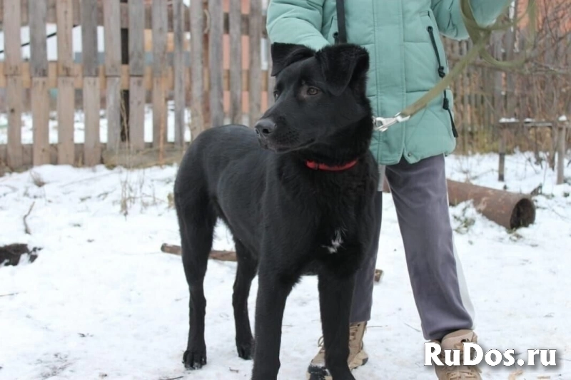 Статный 10 мес щенок Арче в добрые руки! Обожает детей! изображение 4