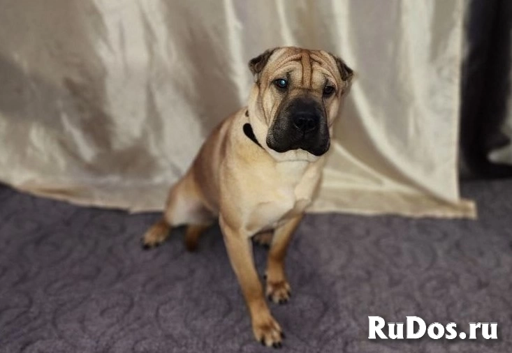 Ищет дом Ирис! изображение 8