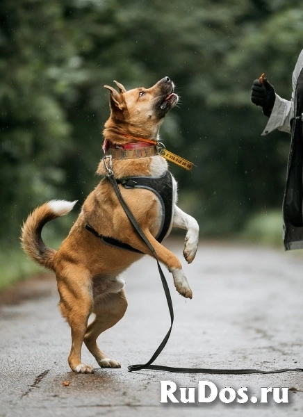 Дружелюбный пес-компаньон Рэм ищет дом! изображение 4