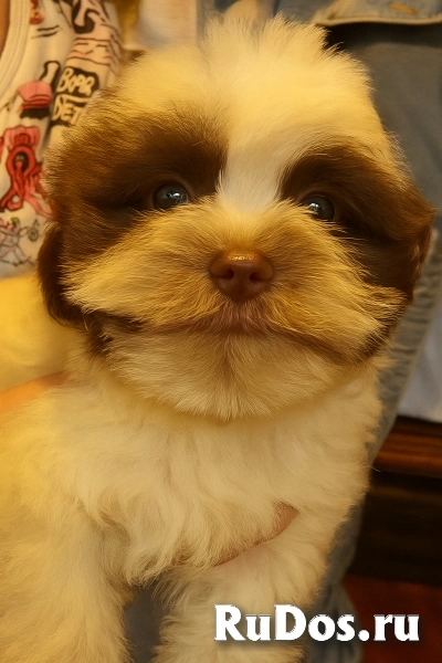 Щенки Бивер-Йорка без аллергии — привиты, приучены, ждут вас! фотка