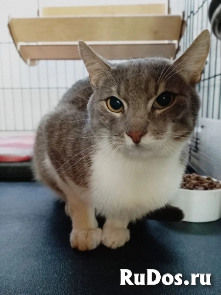 Котик Соломон изображение 3