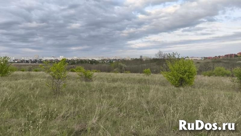 Дубовое фотка