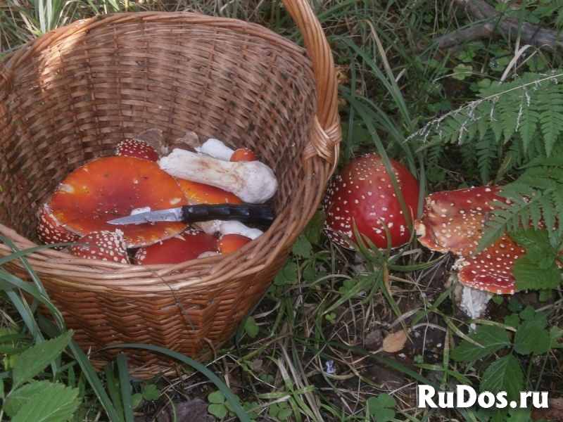 Продам мухомор сушеный в Спб 2024 фото