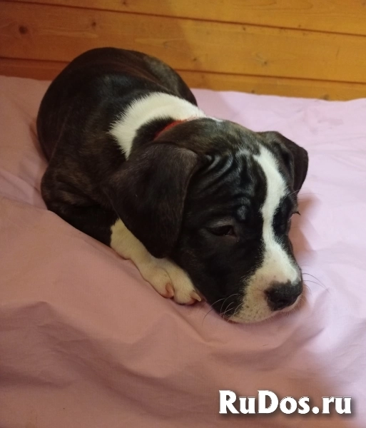 Тигровая девочка аст ркф изображение 7