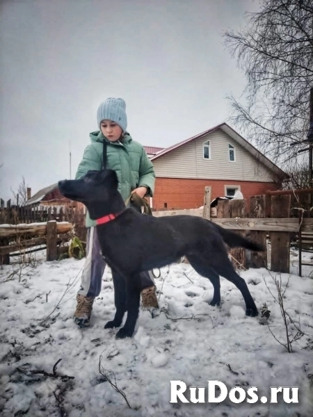 Статный 10 мес щенок Арче в добрые руки! Обожает детей! изображение 7