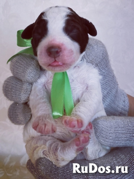 Щенки Лаготто Романьоло изображение 5