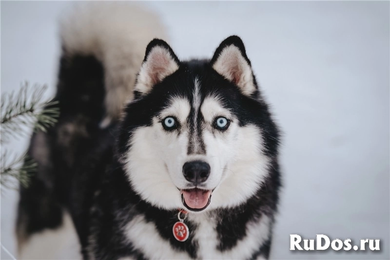 Хаски Конор в добрые руки изображение 5