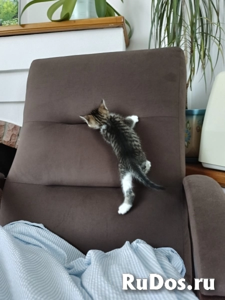 Отдам котят от кошки крысоловки изображение 4