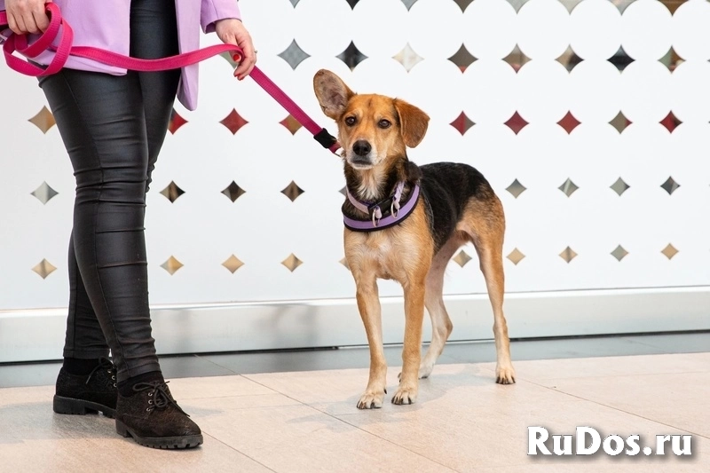 Небольшая собачка Астрид ищет дом. изображение 8