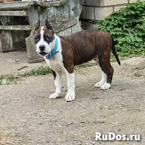 Красивая девочка Амстаффтерьера ркф изображение 4