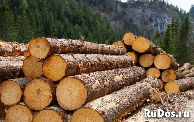 Компания ООО "ТрансЛесКом" на постоянной основе закупает фото