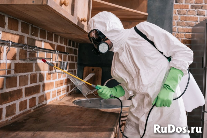 Уничтожение клопов фото