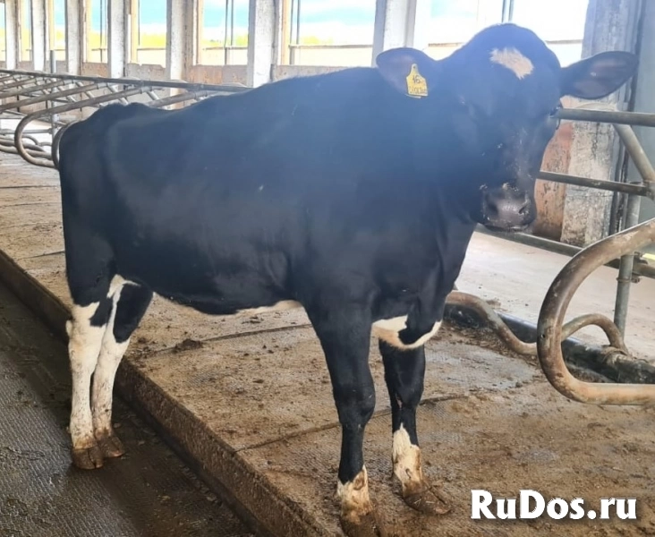 Оператор доильного робота фото