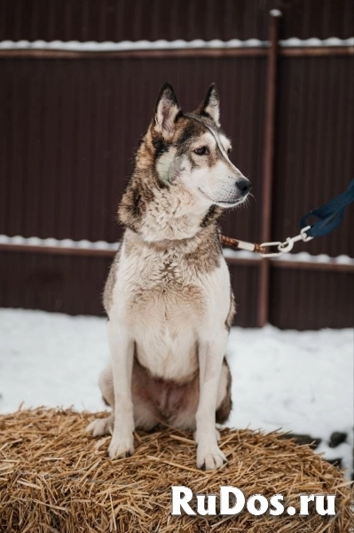 Лайка Саванна ждёт свою семью изображение 9